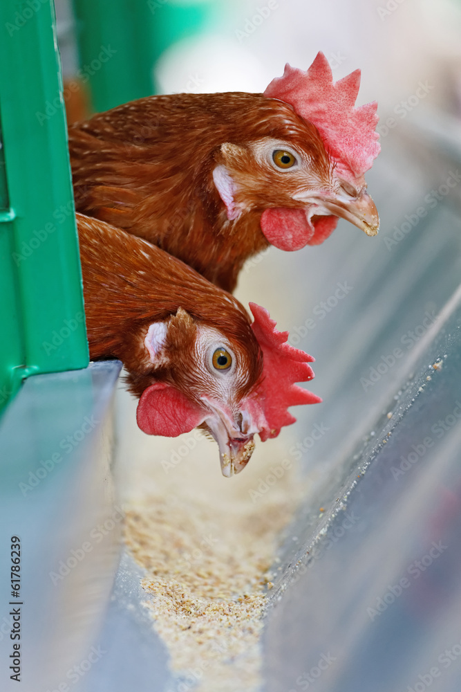 Red chickens
