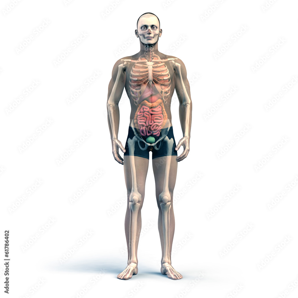 Anatomische Studie Menschlicher Körperbau