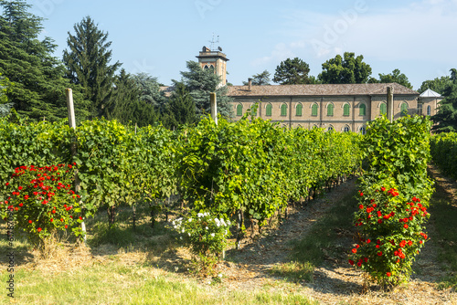 Voghera, school vith vineyard photo