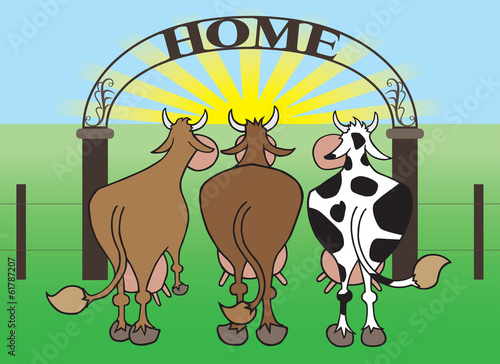Cows Coming Home