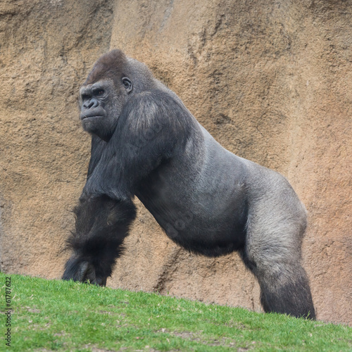 Gorilla