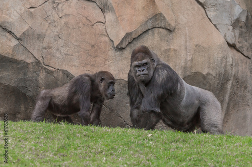 Two gorrilas talking photo