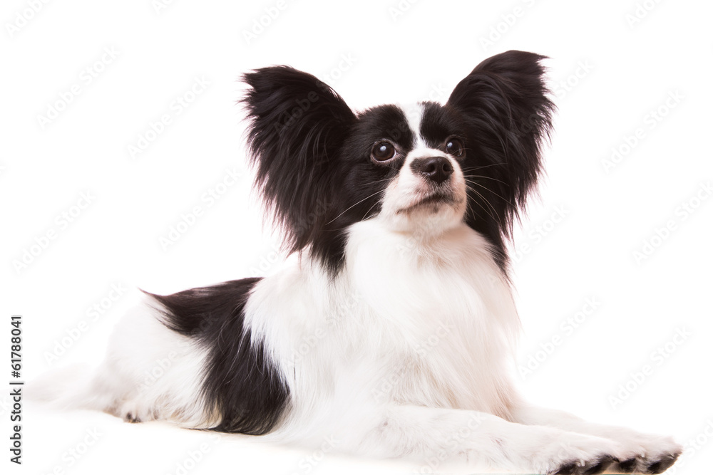 Beautiful papillon dog lying on isolated white Beautiful papillon dog lying on isolated white