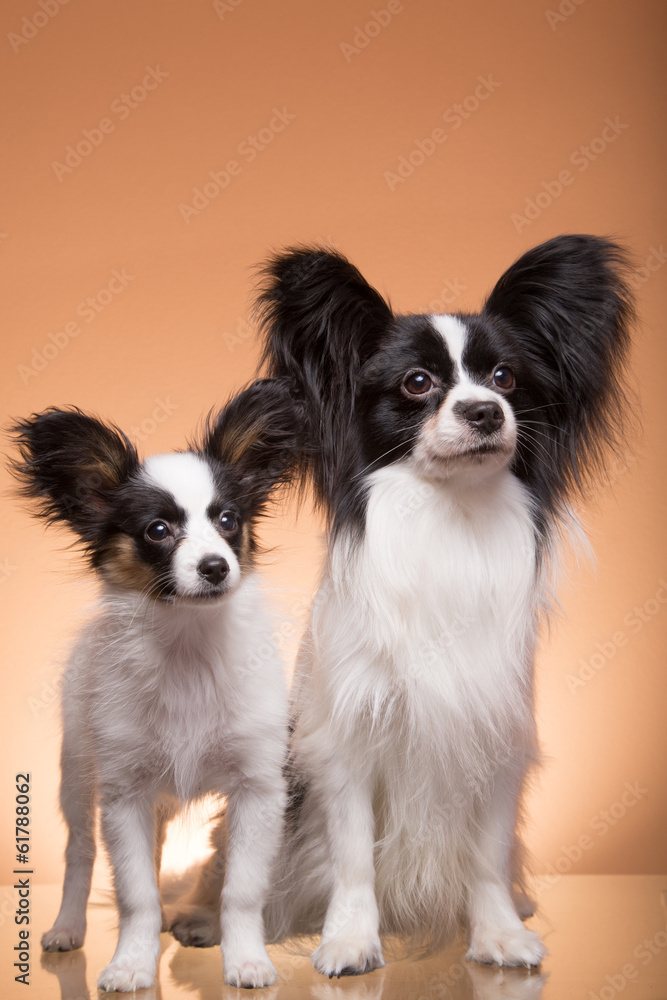 two papillon dogs on pink background