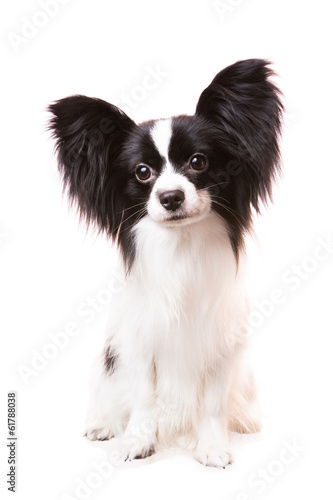 Vászonkép Beautiful papillon dog sitting on isolated white