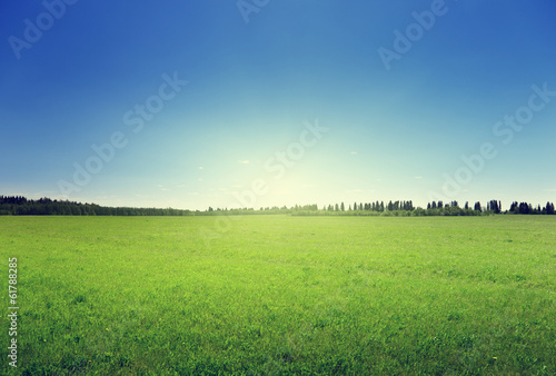 field of spring grass and forest