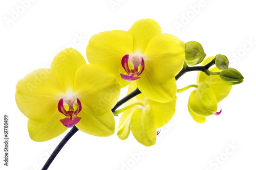 Fototapeta Naklejka Na Ścianę i Meble -  orchid