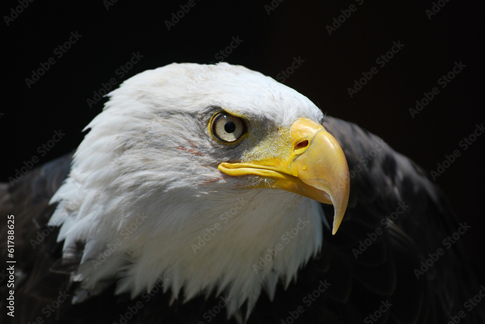 Fototapeta premium Aquila reale