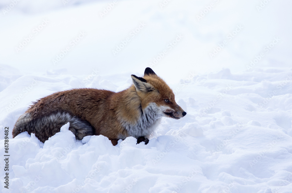 Volpe nella neve Volpe nella neve