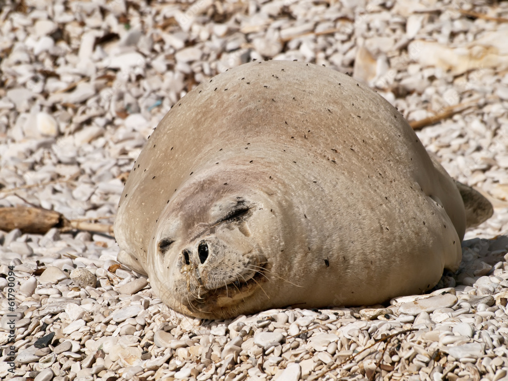 Naklejka premium Mediterranean monk seal