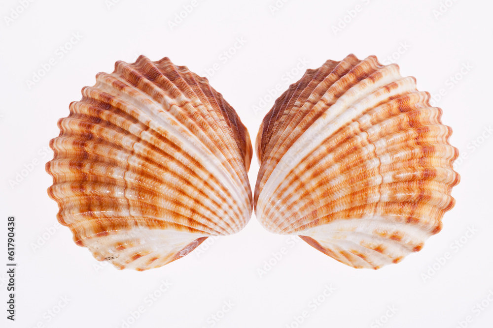 Obraz premium two seashells isolated on white background