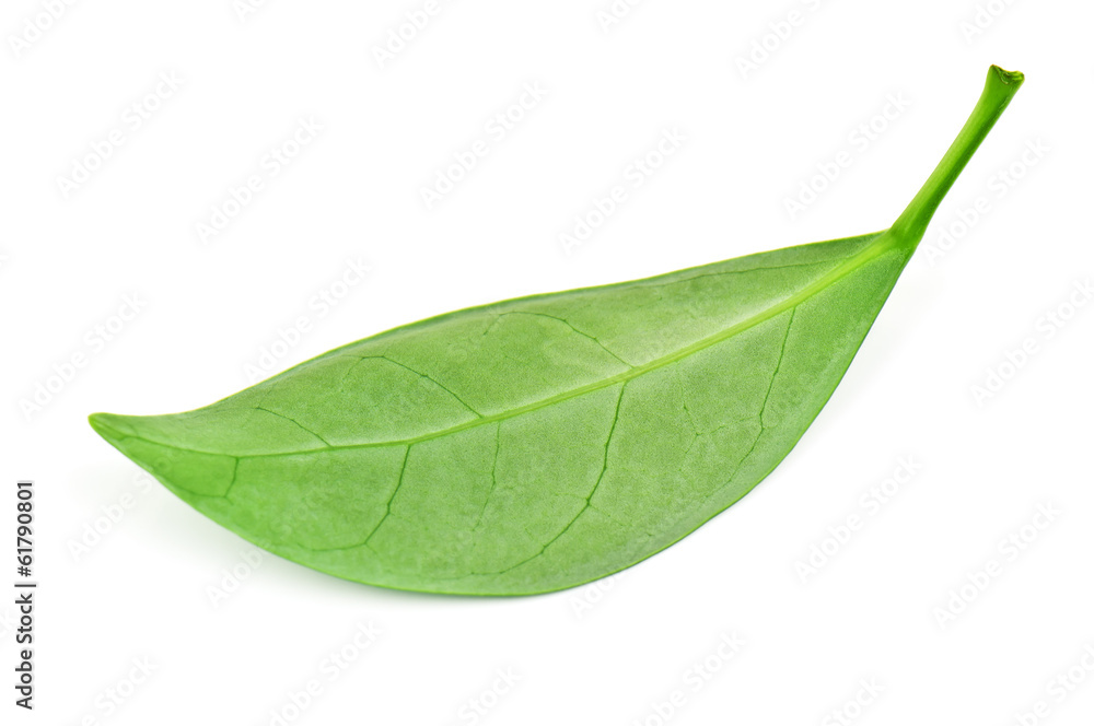 Fototapeta premium green tea leaf
