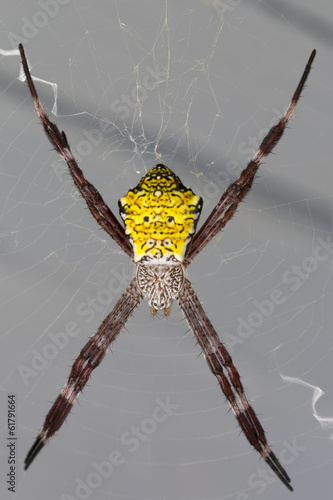 Hawaiian Garden Spider Agriope Appensa