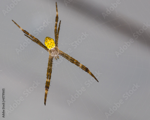 Young Hawaiian Garden Spider Isolated on Gray