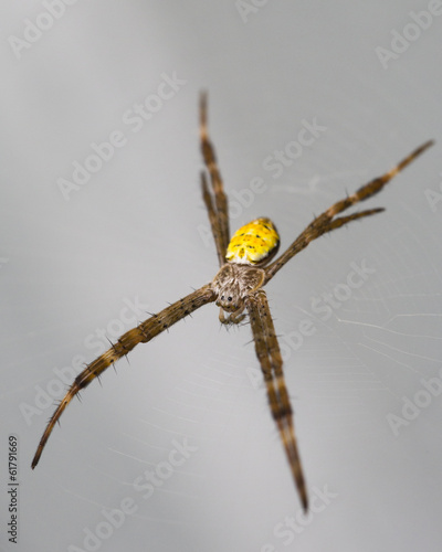 Hawaiian Garden Spider Waiting For Food
