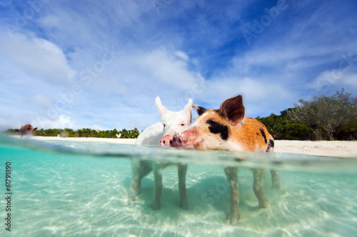 Swimming pigs of Exuma
