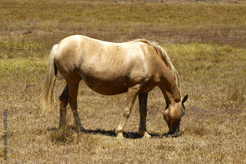 Obraz premium Palomino Mare