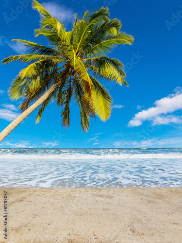 Coconut tree at white beach