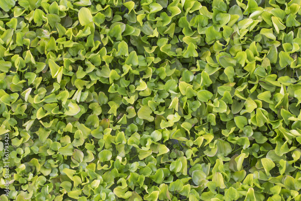 Background beautiful hyacinth leaves in river Background beautiful hyacinth leaves in river