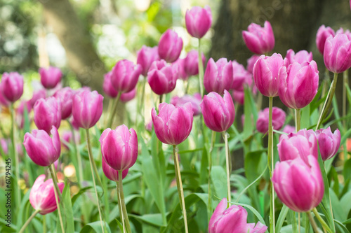 Pink beautiful tulips field