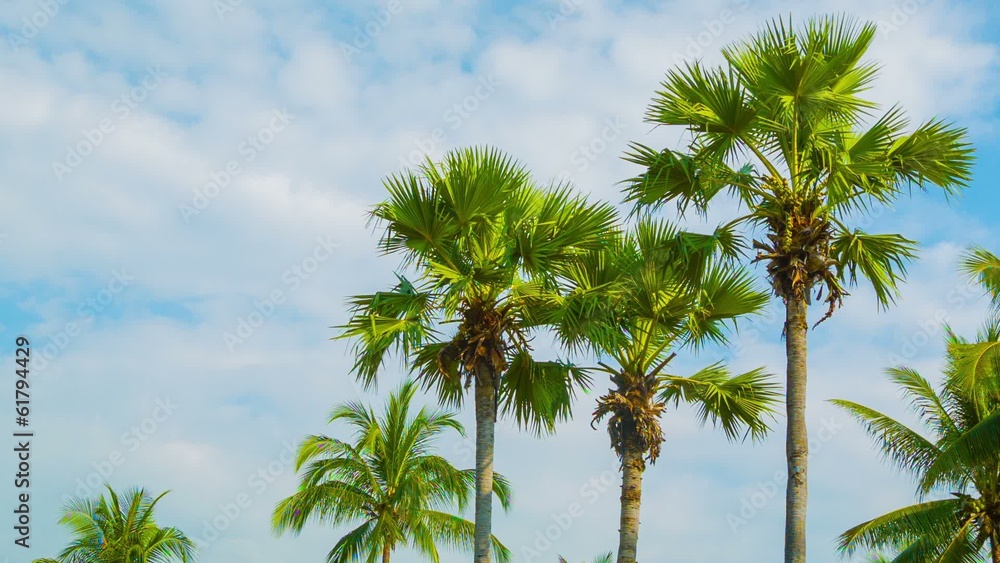 Video 1920x1080 - Tropical palm trees on sky background Video 1920x1080 - Tropical palm trees on sky background