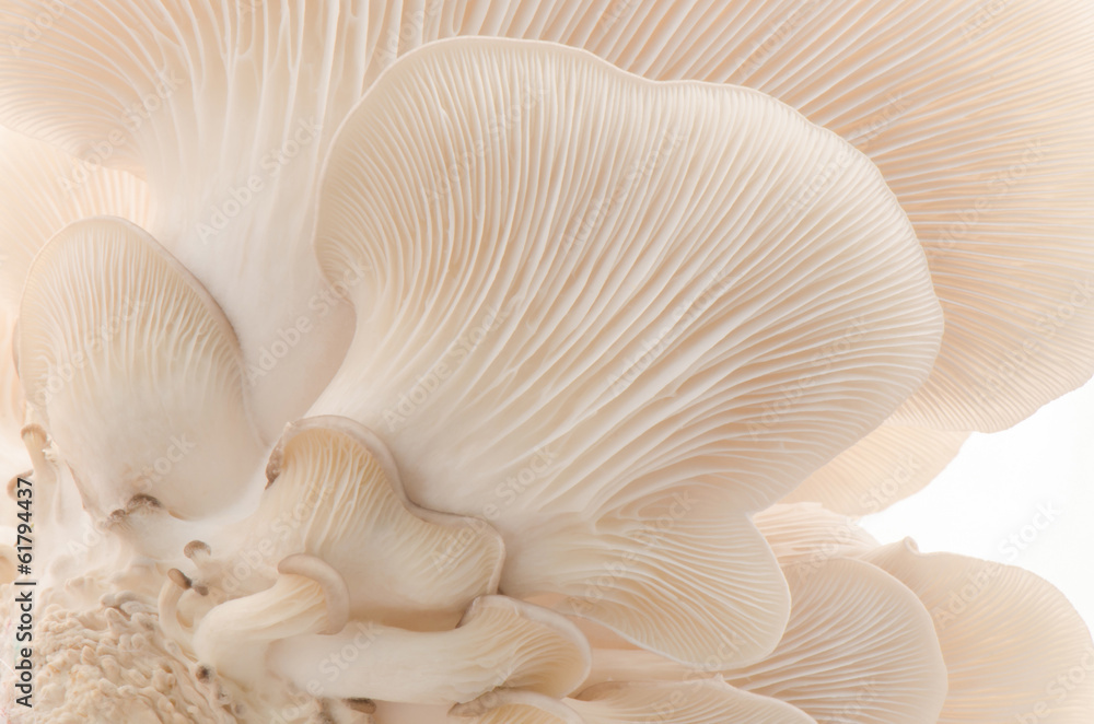 Oyster mushroom Stock Photo | Adobe Stock