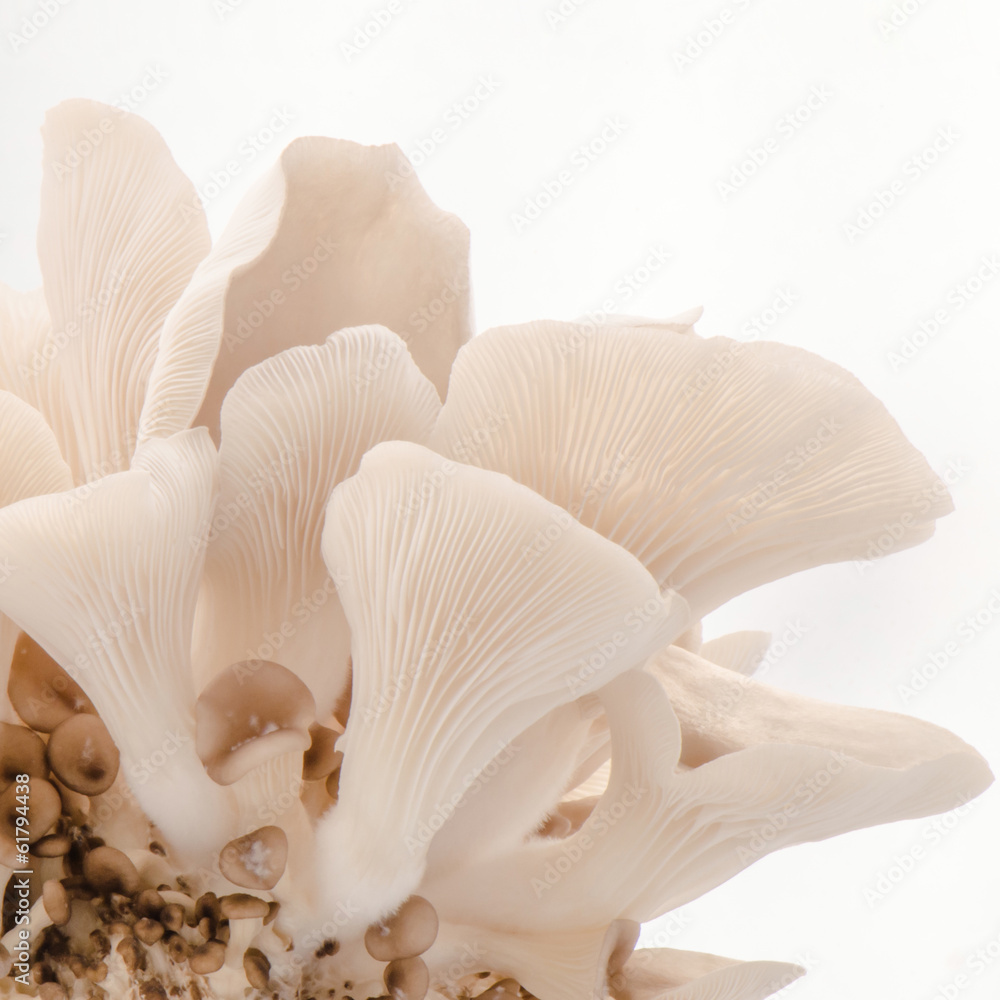 Oyster mushroom Oyster mushroom