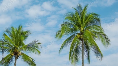 Wallpaper Mural Video 1920x1080 - Coconut palms swaying on sky background Torontodigital.ca