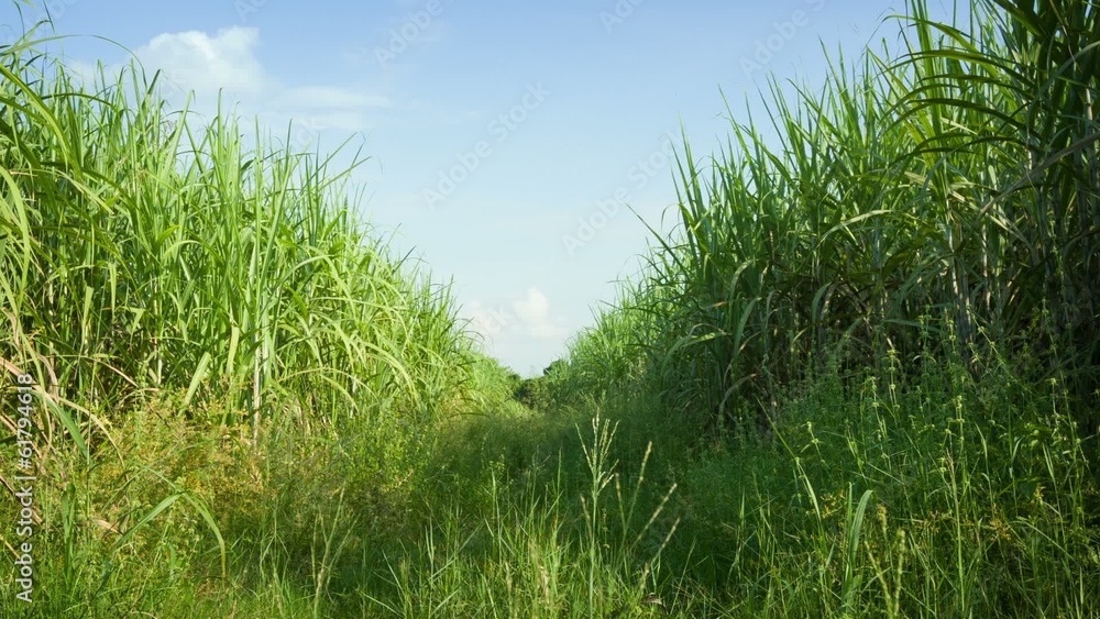 Video 1920x1080 - Sugarcane field. Thailand Video 1920x1080 - Sugarcane field. Thailand