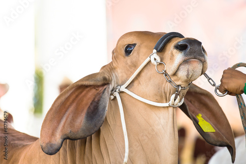 Beef cattle judging contest