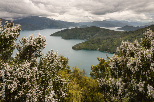 manuka trees above Queen Charlotte Sound
