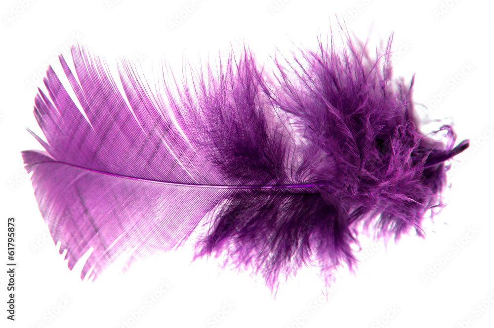 Obraz premium purpurowe pióro