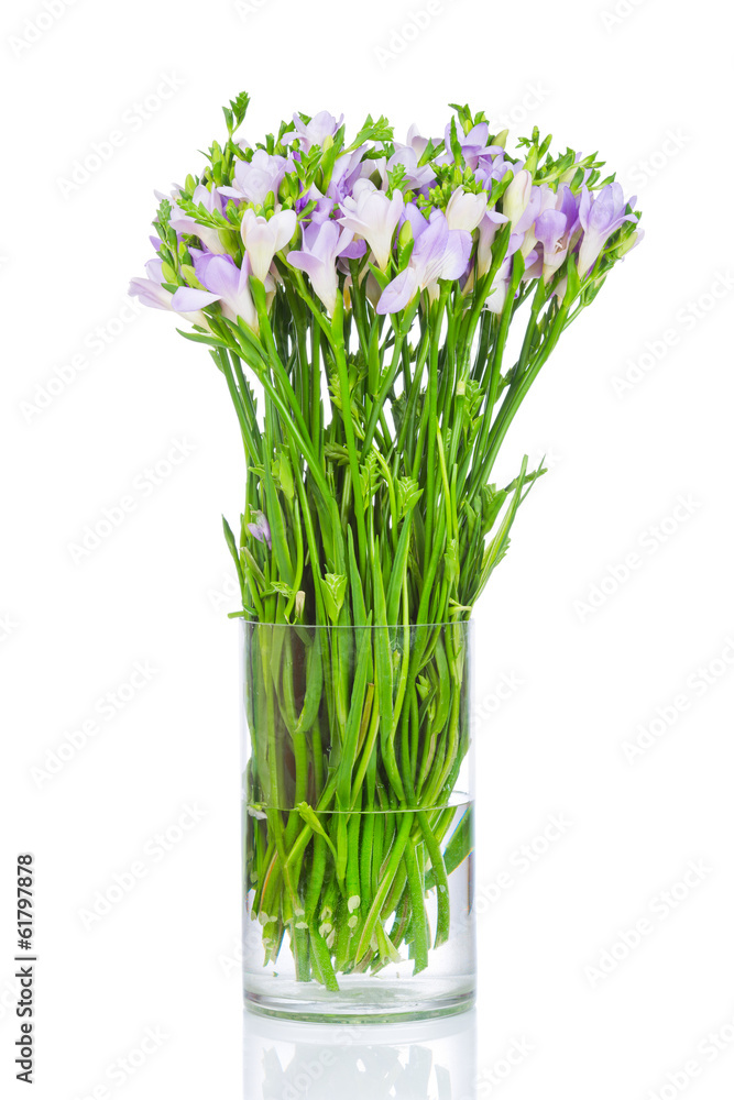 Lilac freesia flowers in the vase