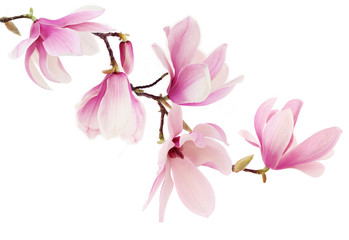 Wandcirkels Lente Roze magnoliabloesem aan tak  © Acik