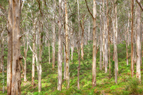 Fototapeta Naklejka Na Ścianę i Meble -  Boranup Karee Forest