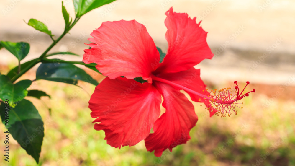 Red Hibiscus in the garden. Red Hibiscus in the garden.