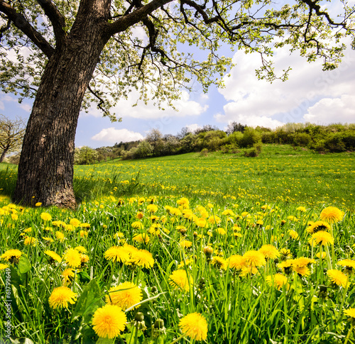 Obraz na płótnie Auszeit im Frühling: Löwenzahnwiese unter blühendem Kirschbaum w salonie
