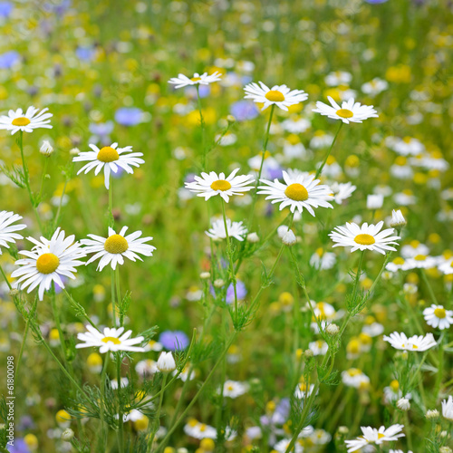 White camomiles on meadow