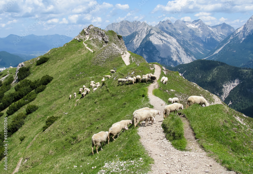 Alpine and sheep