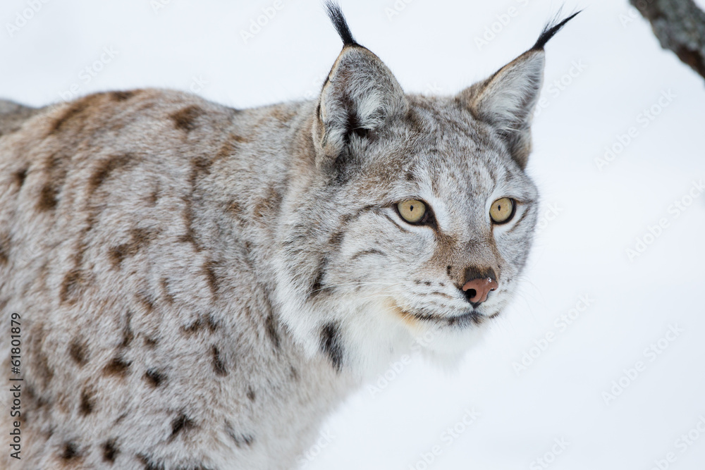 Fototapeta premium European lynx in a winter landscape