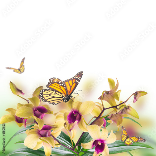 Fototapeta Naklejka Na Ścianę i Meble -  Floral background of tropical orchids and  butterfly