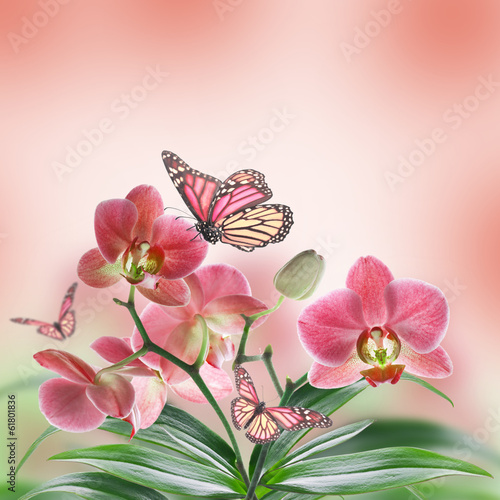 Floral background of tropical orchids and  butterfly