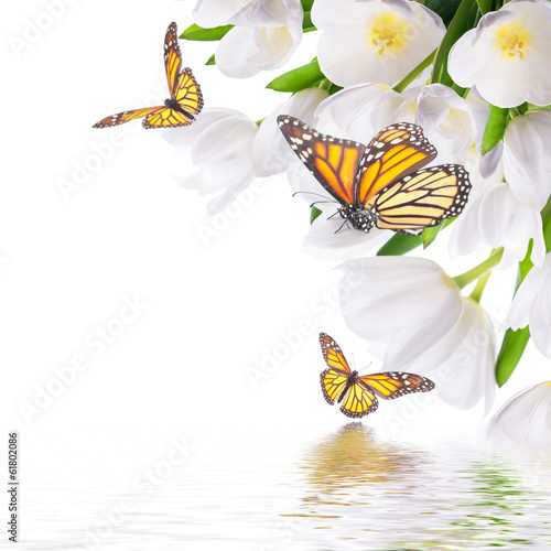 Fototapeta Naklejka Na Ścianę i Meble -  White tulips with green grass and  butterfly. Floral background.