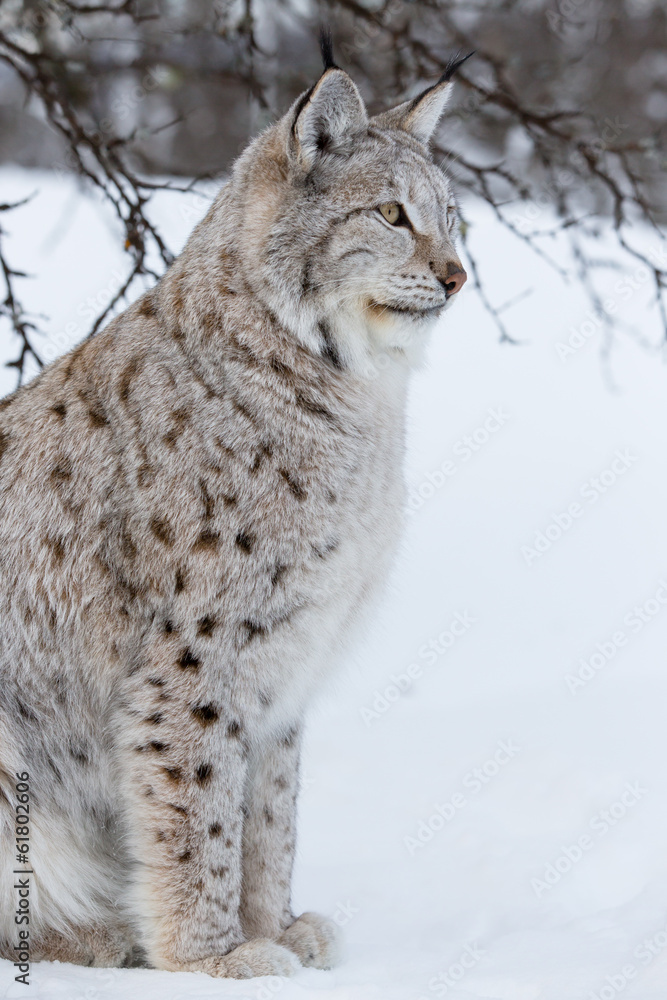 Fototapeta premium Lynx sits under a tree