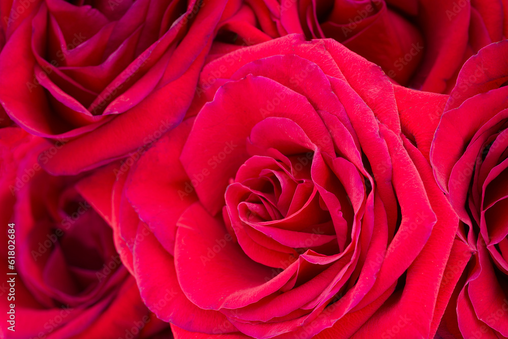 Red Roses Red Roses
