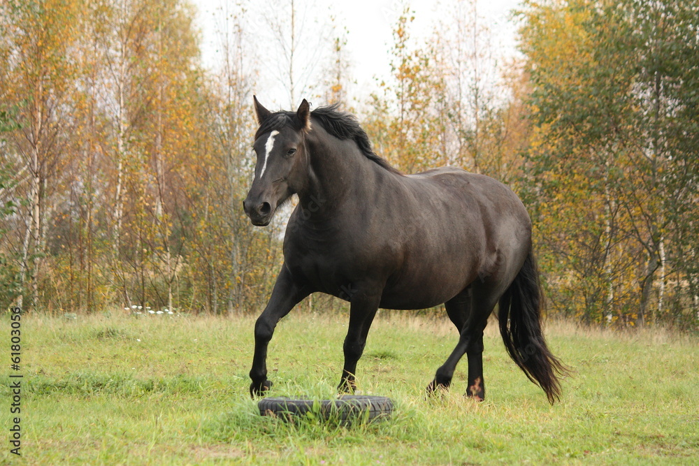 Black percheron trotting at the pasture Black percheron trotting at the pasture