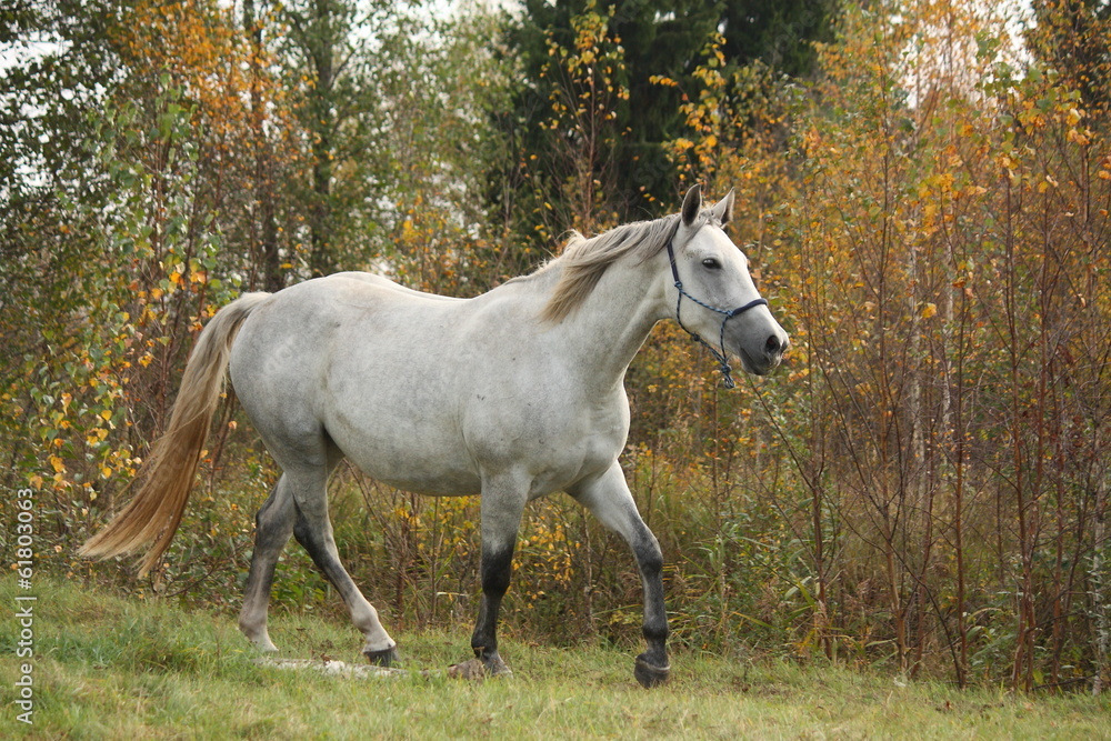 White arabian horse trotting in the forest White arabian horse trotting in the forest
