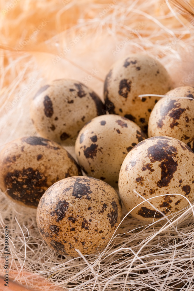 quail's eggs quail's eggs