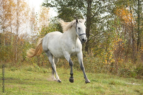 White horse galloping free in autumn