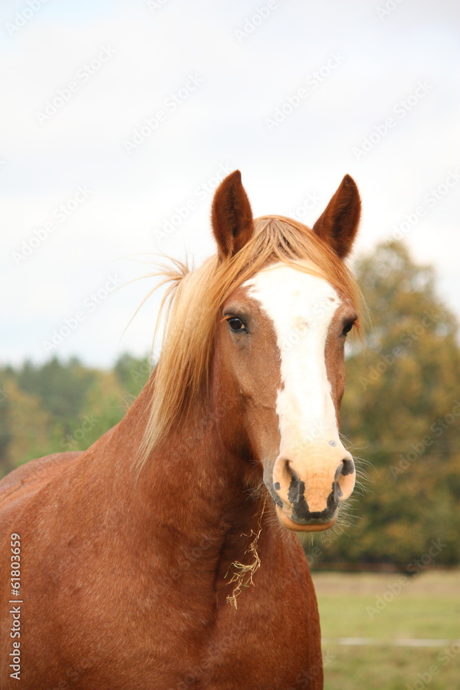Obraz premium Palomino percheron portrait in autumn